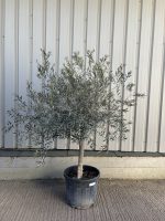 Mature Olive tree for sale