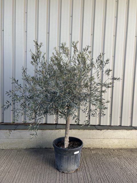 Mature Olive tree for sale