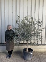 Mature Olive tree for sale
