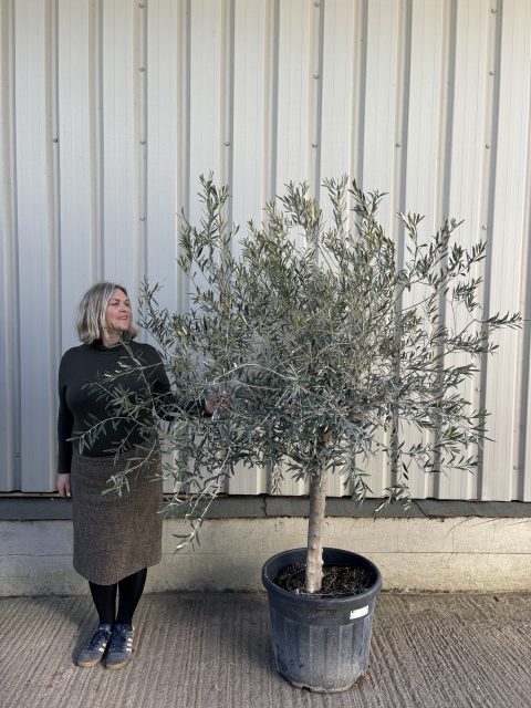 Mature Olive tree for sale