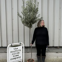 2-Metre Olive Tree (120cm Stem) – Delivery included