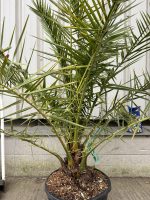 Phoenix Canareiensis