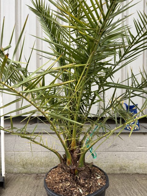 Phoenix Canareiensis