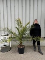 Phoenix Canareiensis