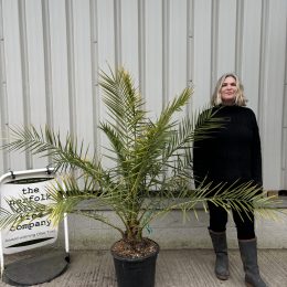 Phoenix Canareiensis