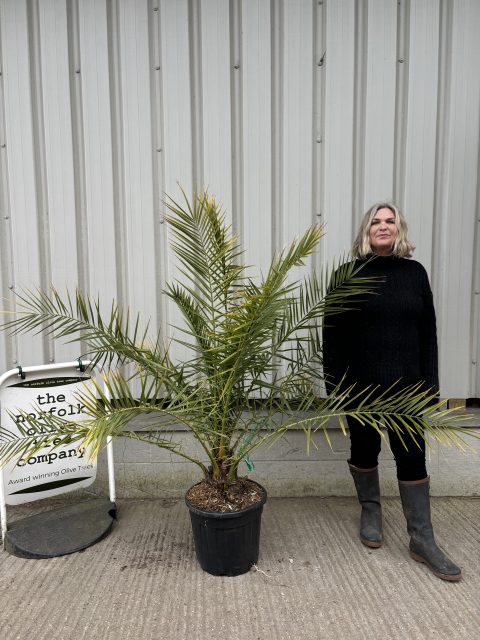 Phoenix Canareiensis