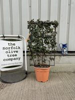 Trachelospermum jasminoides