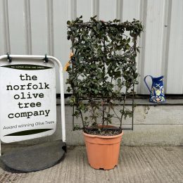 Trachelospermum jasminoides