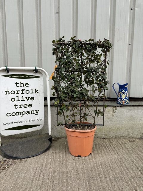Trachelospermum jasminoides