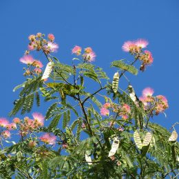 Albizia julibrissin – The Silk Tree - 10ft