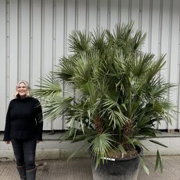 Palm Trees for Sale