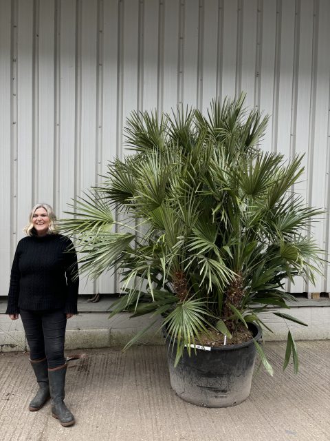 Palm Trees for Sale