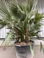 Chamaerops Humilis