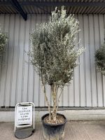 Multi stem Olive Tree