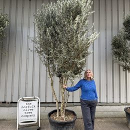 Multi stem Olive Tree