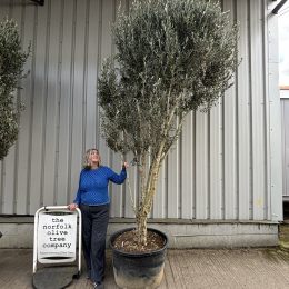 Multi stem Olive Tree