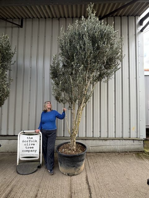 Multi stem Olive Tree