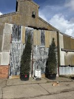 Olive Trees 12.5ft