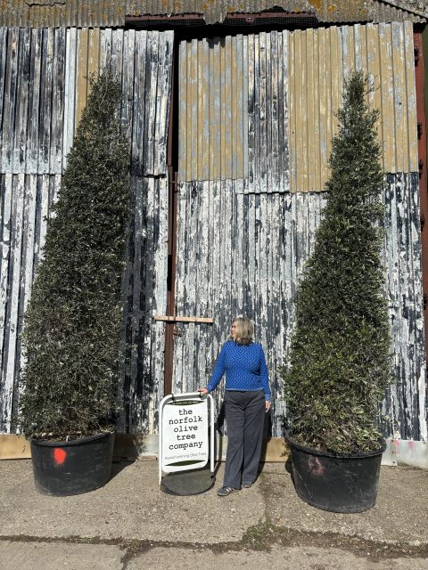 Olive Trees 12.5ft