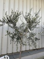 Frantoio Olive tree