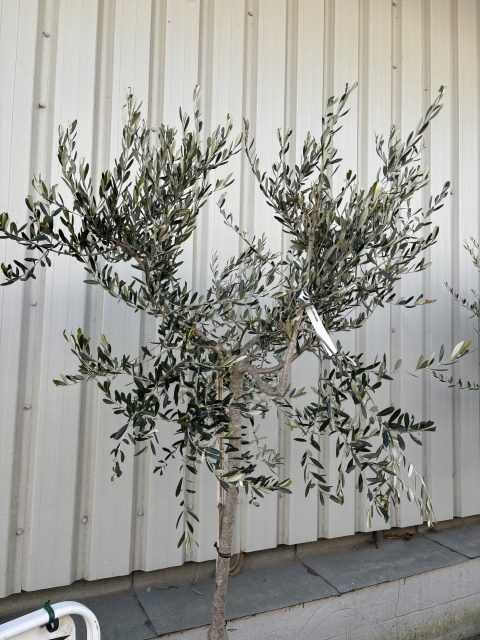 Frantoio Olive tree