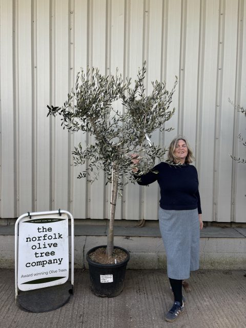 Frantoio Olive tree