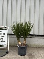 Yucca Carnerosana