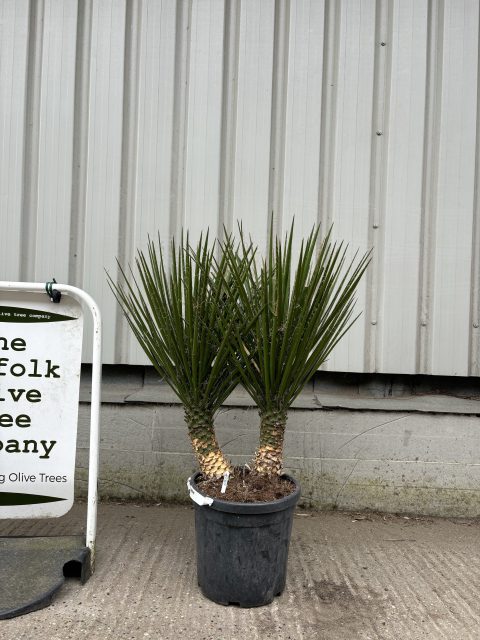 Yucca Carnerosana