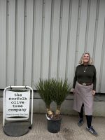 Yucca Carnerosana
