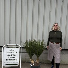 Yucca Carnerosana