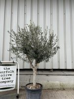 IMG_7927 Vase shaped Olive tree