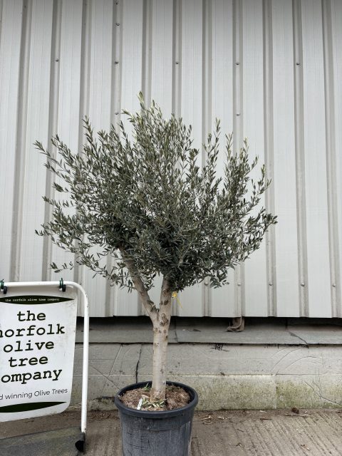 Vase shaped Olive tree