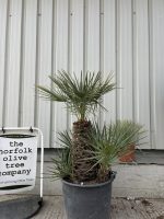 Blue Mediterranean Fan Palm