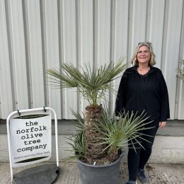 Blue Mediterranean Fan Palm