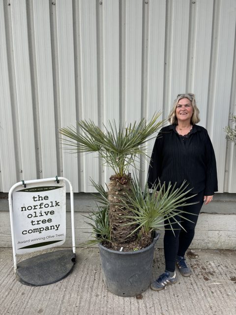 Blue Mediterranean Fan Palm