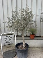 Hojiblanca Olive tree