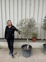 Hojiblanca Olive tree