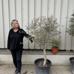 Hojiblanca Olive tree