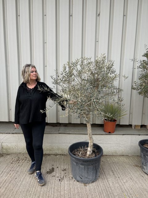 Hojiblanca Olive tree