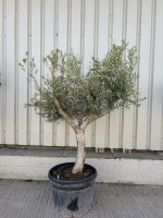 Open crown Olive Tree