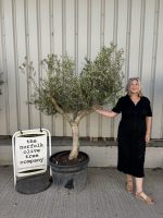 Open crown Olive Tree