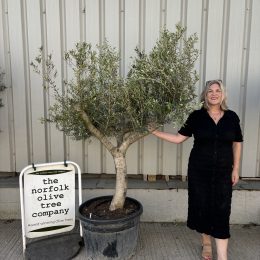 Open crown Olive Tree