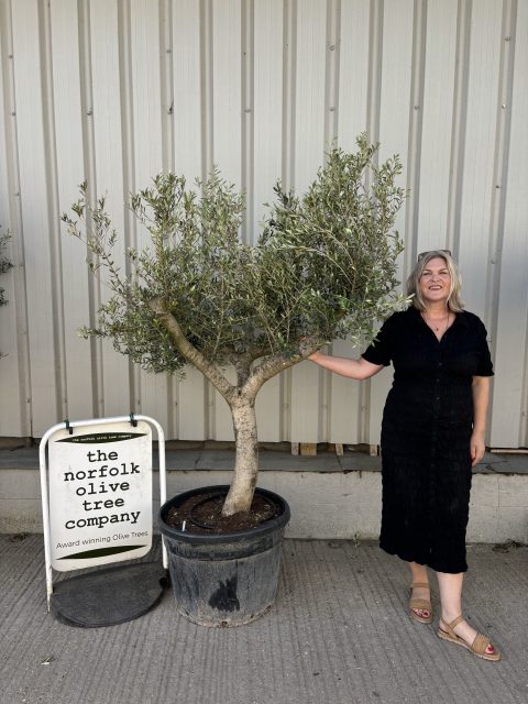 Open crown Olive Tree
