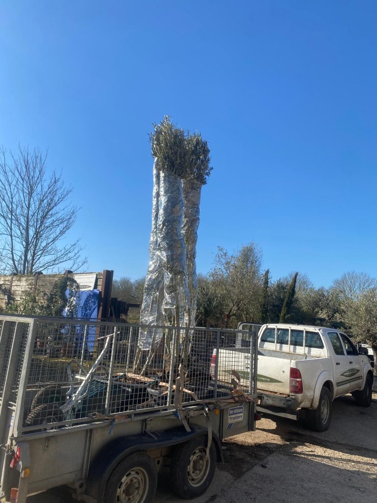 Van loaded with Olive trees