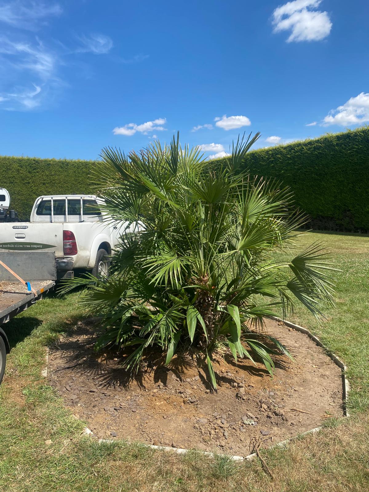 Palm Trees for Sale Near Me