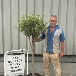 Multi-stem Olive tree