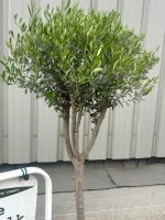 Multi-stem Olive tree