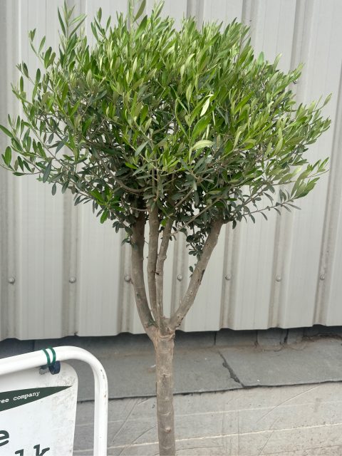 Omli Tree Multi-stem Olive tree. Free delivery. - The Norfolk Olive Tree Company