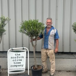 Multi-stem Olive tree. Free delivery.