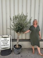 Multi-stem Olive tree